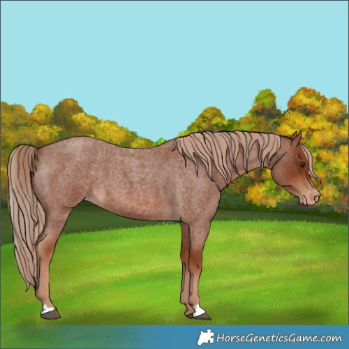 Horse Color:Red Roan Appaloosa 