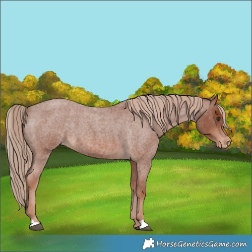 Horse Color:Red Roan Varnish 