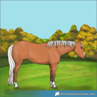 Horse Color:Silver Bay