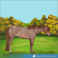 Horse Color:Red Roan 