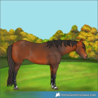 Horse Color:Bay 