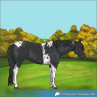 Horse Color:Black Tobiano 