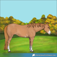 Horse Color:Chestnut Sabino