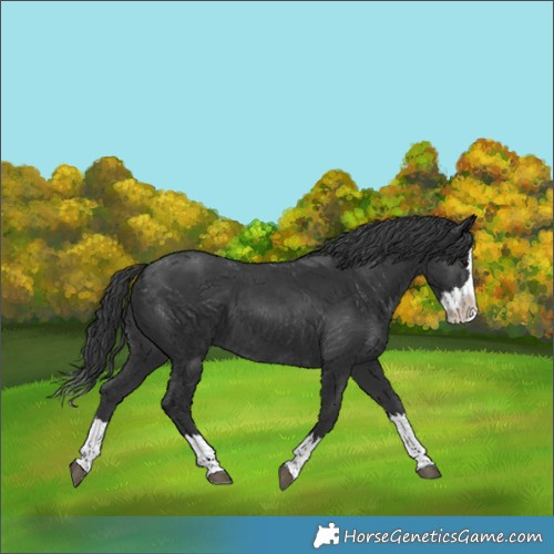 Horse Color:Black Splash 