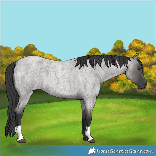 Horse Color:Grullo Roan 