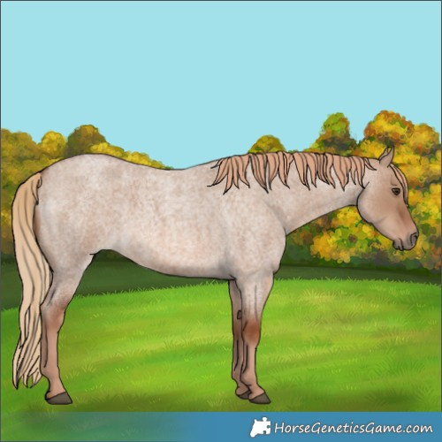 Horse Color:Red Dun Roan 