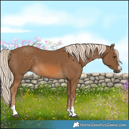 Horse Color:Chocolate Palomino