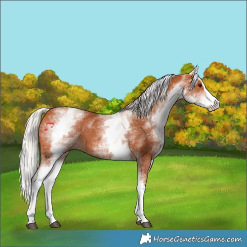 Horse Color:White Spotted Silver Bay Splash 