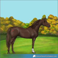 Horse Color:Gray Chestnut 