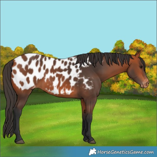 Horse Color:Bay Appaloosa 