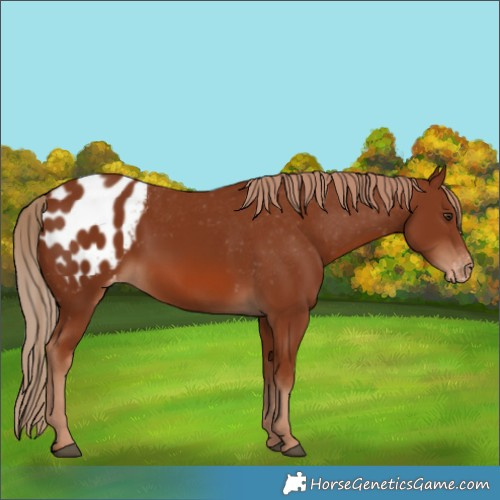 Horse Color:Chestnut Appaloosa 