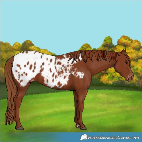 Horse Color:Chestnut Appaloosa 