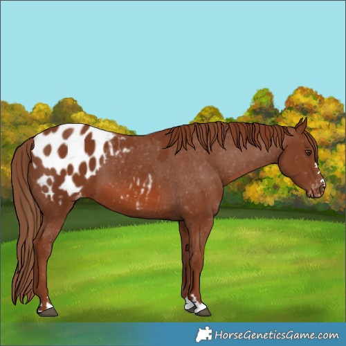Horse Color:Chestnut Appaloosa 