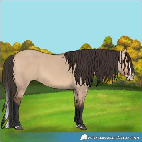 Horse Color:Bay Dun Splash 