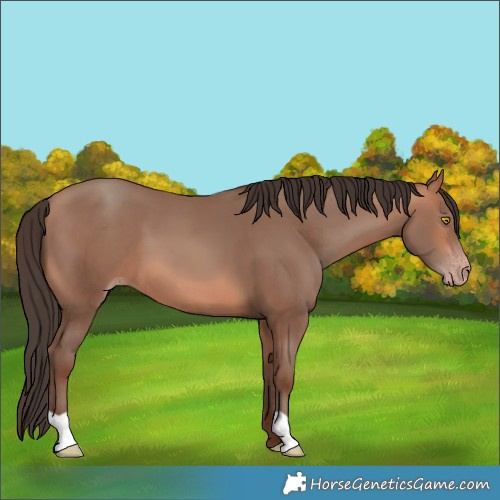 Horse Color:Amber Champagne 