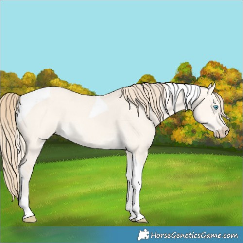 Horse Color:Perlino Dun Tobiano 