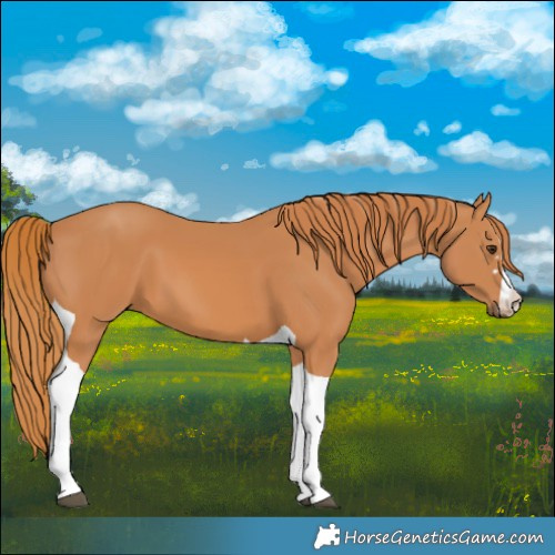 Horse Color:Chestnut Tobiano 