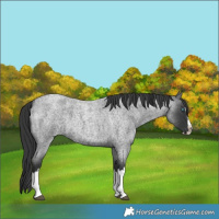 Horse Color:Blue Roan Splash
