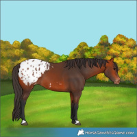 Horse Color:Bay Blanket 