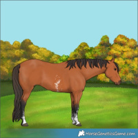 Horse Color:Bay Sabino