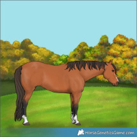 Horse Color:Unknown 