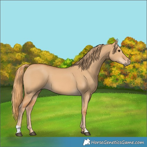 Horse Color:Red Dun 
