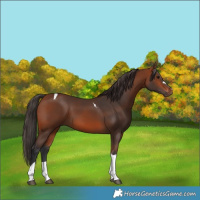 Horse Color:Bay Tobiano 