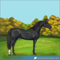 Horse Color:Black 