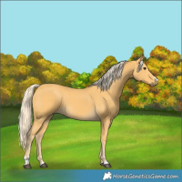 Horse Color:Palomino