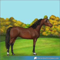 Horse Color:Gray Bay 
