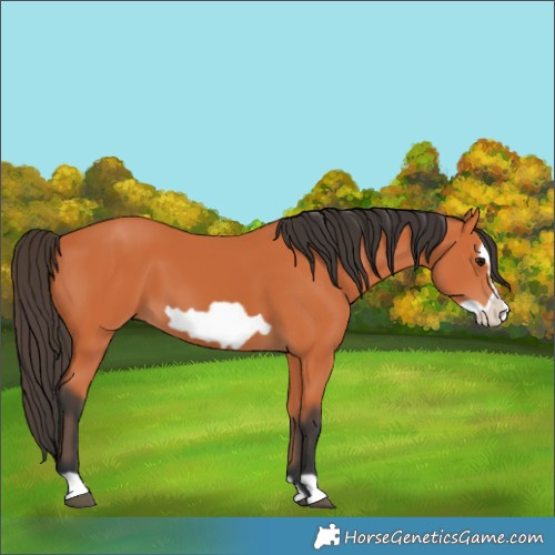 Horse Color:Bay Frame 