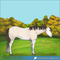 Horse Color:Buckskin Roan Splash 
