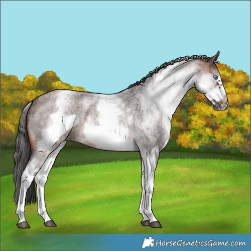 Horse Color:White Spotted Brown Roan Frame 