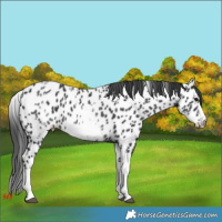 Horse Color:White Spotted Black Splash Tobiano Frame Near Leopard