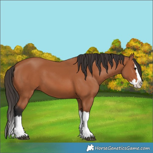 Horse Color:Bay Splash 