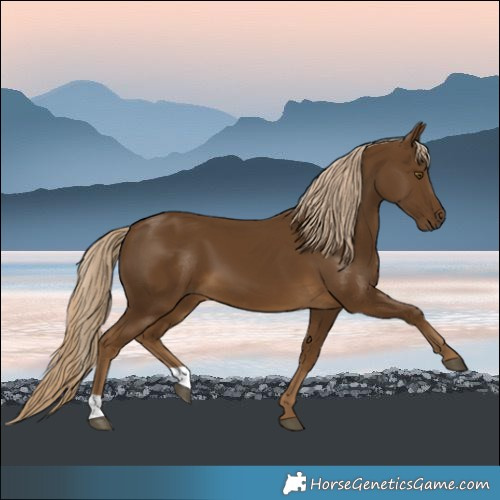Horse Color:Chocolate Palomino 