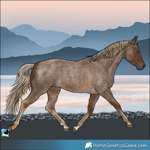 Horse Color:Chocolate Palomino Roan 