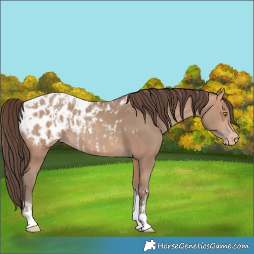Horse Color:Amber Champagne Sabino Tobiano Appaloosa and Amber Champagne Sabino Tobiano Appaloosa