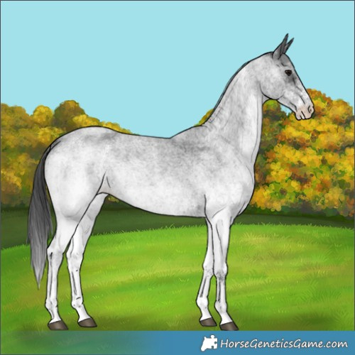 Horse Color:White Spotted Blue Roan 