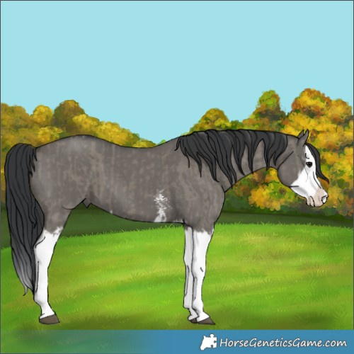 Horse Color:Grullo Sabino Splash  and Grullo Sabino Splash 