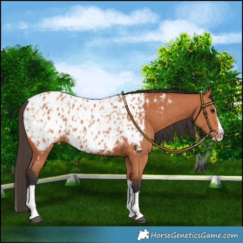 Horse Color:Bay Splash Tobiano Near Leopard and Bay Splash Tobiano Near Leopard