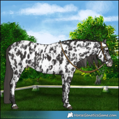 Horse Color:Black Appaloosa  and Smoky Black Appaloosa 