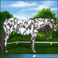 Horse Color:Black Near Leopard and Smoky Black Near Leopard