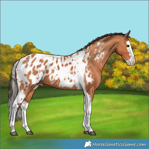 Horse Color:Bay Splash Tobiano Near Leopard  and Bay Splash Tobiano Near Leopard 