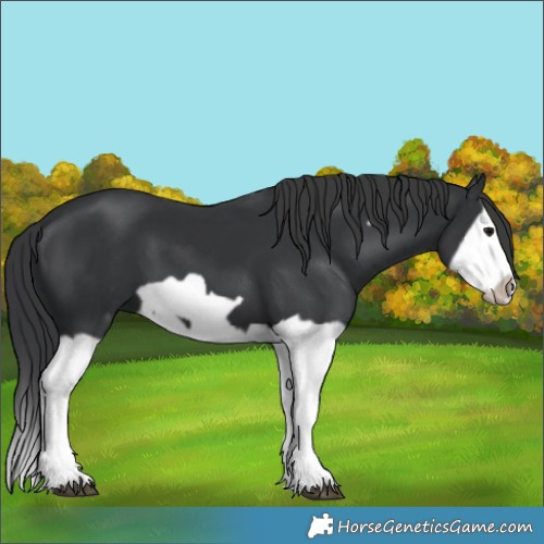 Horse Color:Black Splash Frame