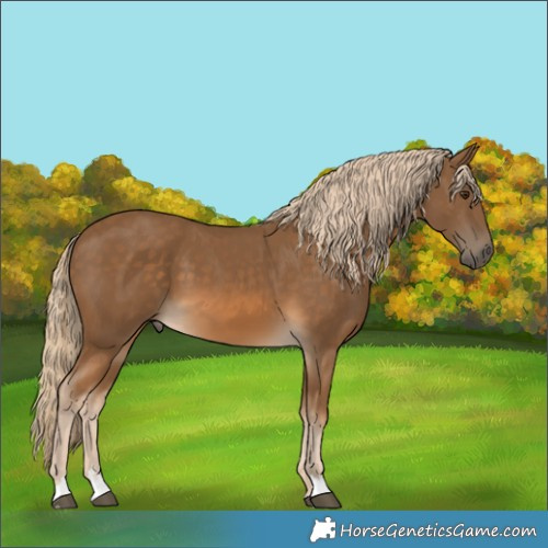 Horse Color:Chocolate Palomino