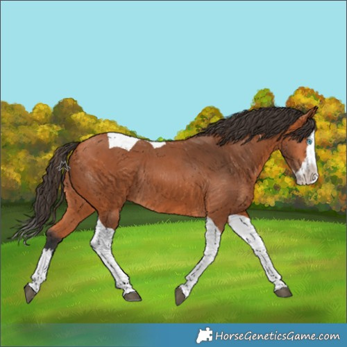 Horse Color:Bay Splash Tobiano Rabicano