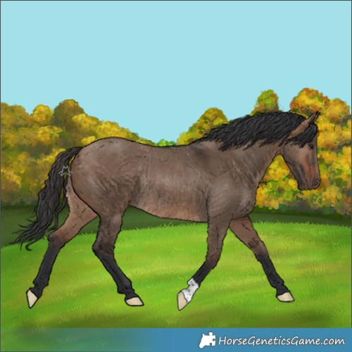 Horse Color:Brown Dun Rabicano