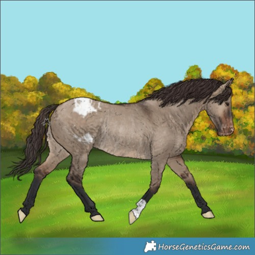 Horse Color:Brown Dun Varnish Rabicano