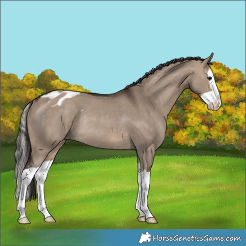 Horse Color:Brown Dun Splash Appaloosa Rabicano 